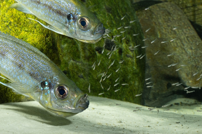 Haplotaxodon microlepis 'Cape Kabogo'